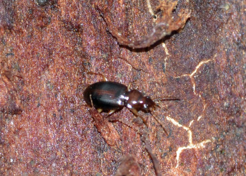 Dromius meridionalis ? no, Ocys harpaloides (Carabidae)